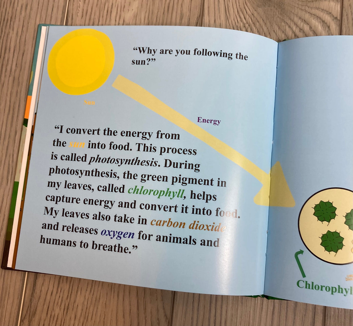 The Golden Life of Sally Sunflower Children's Science Book - MONLANE