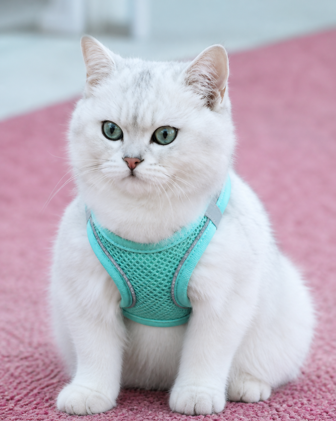 Reflective Mesh Harness & Leash Set