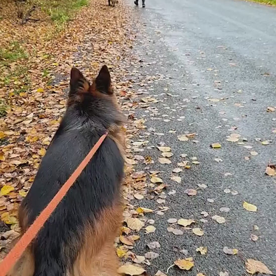 3Portable Pet Water Bottle3.mp4