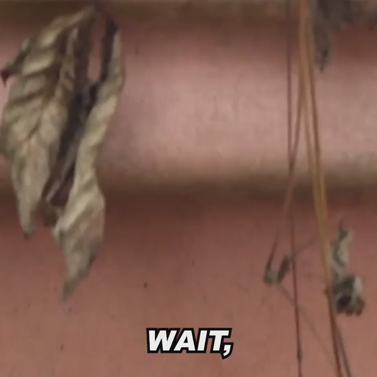 Self-watering flowerpot 1.mp4